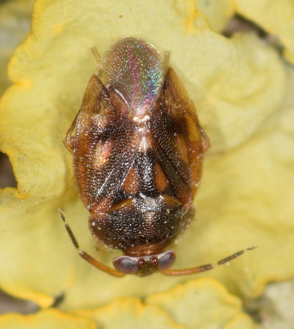 Miridae: Isometopus anlasi eri & Dursun, 2017